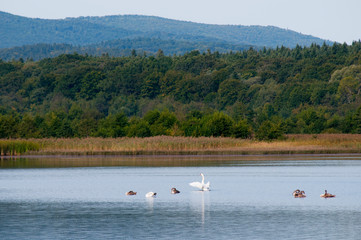 white swans with small swans on the lake