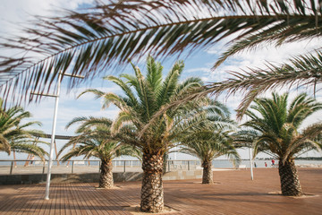 Fototapeta na wymiar palm trees, leaves, nature in Spain