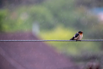 Pacific sparrow on a cable in the rain