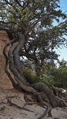 Le ficus sycomore sur les rochers en Namibie