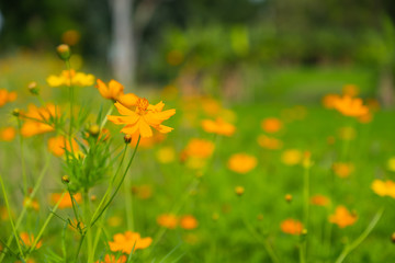 Fototapeta premium Yellow camomiles on blue sky background