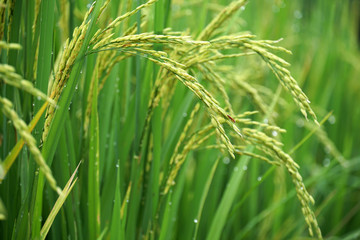 Obraz na płótnie Canvas Close to Rice plant on paddy field in Thailand.