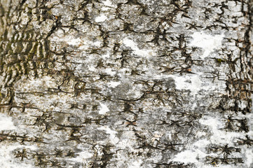 background from the bark of an old birch