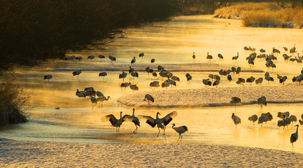 Red-crowned Cranes in hokkaido, Japan