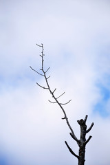 Naked branch in the sunlight