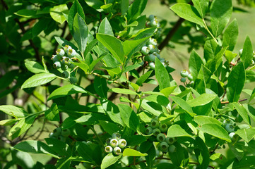 Green berries of blueberries and green leaves on a bush.