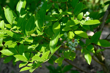 Fototapeta na wymiar Green berries of blueberries and green leaves on a bush.