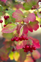 Ripe red clusters of viburnum officinalis with red leaves.