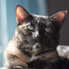 A beautiful tortoiseshell cat poses for a portrait