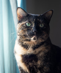 A beautiful tortoiseshell cat poses for a portrait