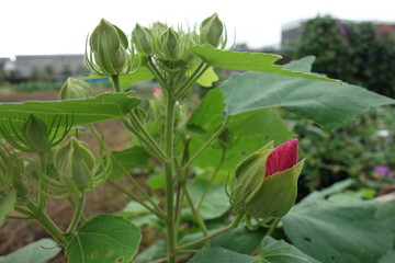 屋外のピンクの芙蓉の蕾