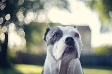 Portrait of a sweet old American Staffordshire Terrier 