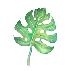 Watercolor illustration of a green leaf of monstera on a white background. Watercolor illustration of an exotic tropical plant in cartoon style.