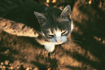 Adorable grey and white cat outdoor close up. Top view.