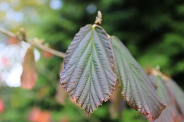 Hamamelis x intermedia 'Arnold Promise' leaves autumn close up