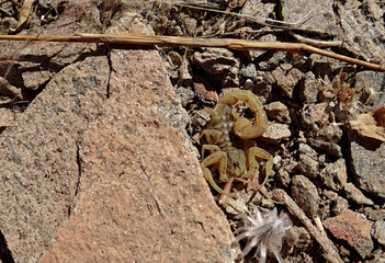 Le scorpion dans le désert en Namibie
