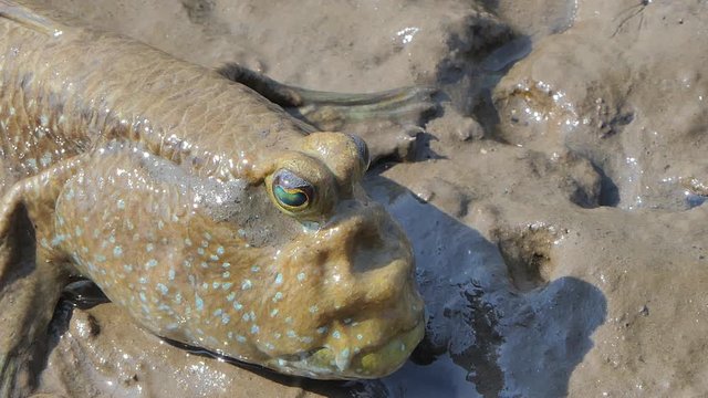 Giant Mudskipper on mud in mangrove forest.