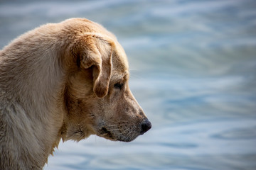 Street dog in the see
