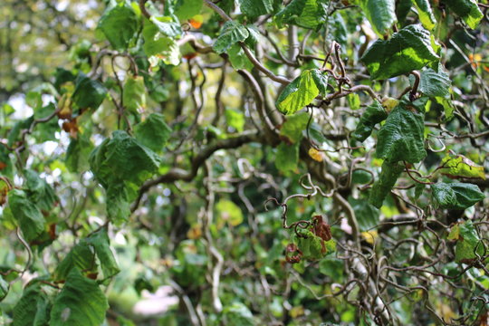 Corylus avellana 'Contorta' corkscrew hazel tree close up branches