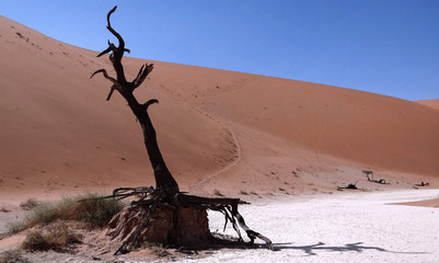 Sesriem et particulièrement Sossusvlei qui permet de s’immerger dans l’immense désert du Namib. Deadlvei et ses arbres morts au milieu du désert