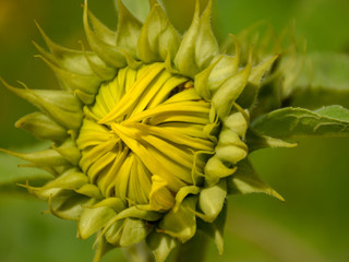 Sunflower natural background, Sunflower blooming, close-up of sunflower