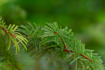 Pine tree and leafs.