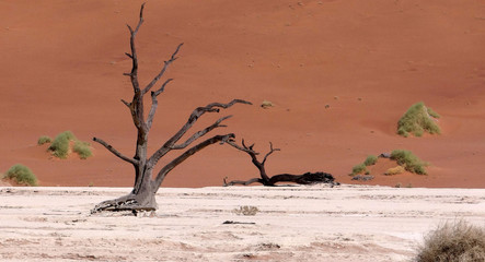 Sesriem et particulièrement Sossusvlei qui permet de s’immerger dans l’immense désert du Namib. Deadlvei et ses arbres morts au milieu du désert