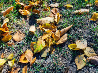 Jesień opadłe liście