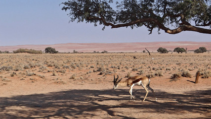 Parc d'Etosha en Namibie (touracos, zèbres, springboks)