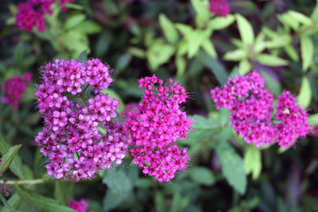 Beautiful pink flowers plants spiraea in the garden, close-up.