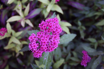 Beautiful pink flowers plants spiraea in the garden, close-up.