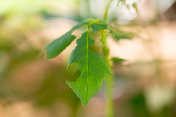 rotten and eaten leaf.