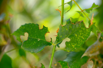 rotten and eaten leaf.