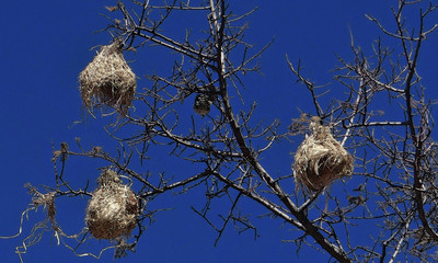 Le républicain social ou tisserand, petit oiseau de Namibie et son nid