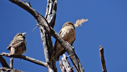 Le républicain social ou tisserand, petit oiseau de Namibie et son nid