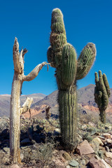 Cactus dead and alive in the ruins of Tilcara, Jujuy, Argentina. 