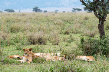 SAFARI Tanzania Zanzibar