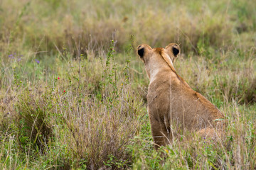 SAFARI Tanzania Zanzibar