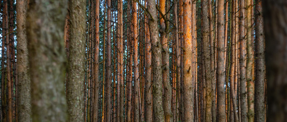 Fototapeta premium Pine forest background