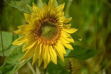 Obraz premium Sunflower natural background, Sunflower blooming, close-up of sunflower