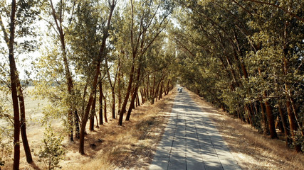 Car rides by road among trees at summer day. Car on the road in the distance. View from drone.