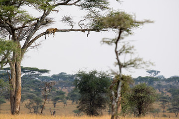 Obraz premium SAFARI Tanzania Zanzibar