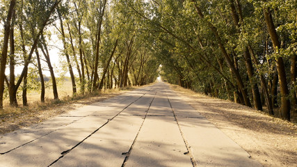 Empty asphalt road among trees. Country road with trees under sunshine. Summer travel concept.