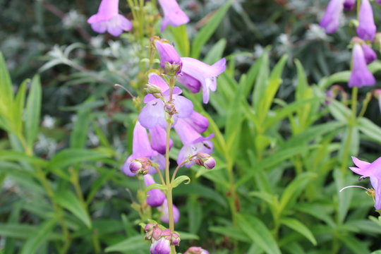 Penstemon 'Alice Hindley' purple flowers close up