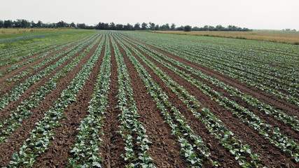 Landscape view of a field with growing cabbage. Agricultural field with green vegetables in summer. Organic farming concept.