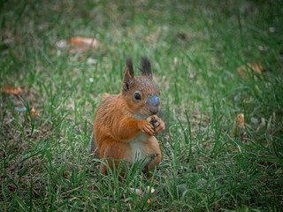 Red squirrel sits in green grass and hold nut in paws. Tsaritsyno park, Moscow city, Russia. Close up view with bokeh.