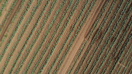 Aerial view of the vegetable field. Aerial view of green agricultural field from drone.