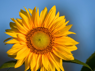 Naklejka premium Sunflower blooming. Close-up of sunflower. Sunflowers, field of blooming sunflowers on a background blue sky.