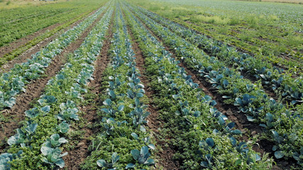Fototapeta na wymiar Vegetable garden on a summer day. Field with green cabbage plants in summer. Concept of agribusiness.