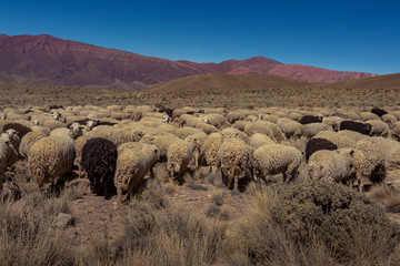 Sheep grazing in the zone of "El Hornocal", Jujuy, Argentina, with the mountains and the hill of the 14 colors in the background